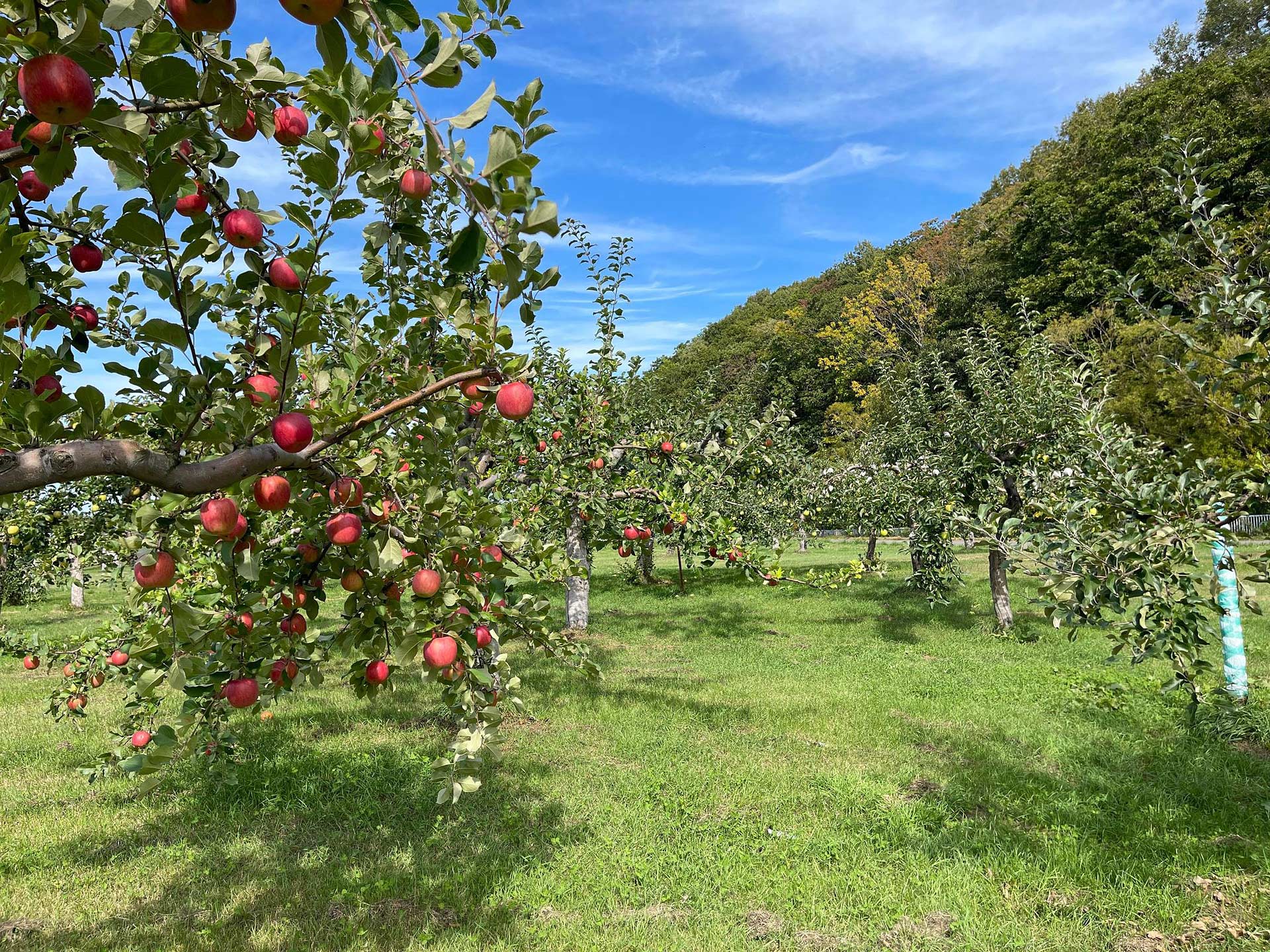 【中古】パンフレット ≪パンフレット(洋画)≫ パンフ)アダムズ・アップル